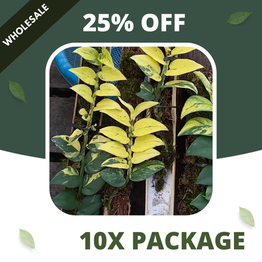 Rhaphidophora Yellow Hayii - Package 10x