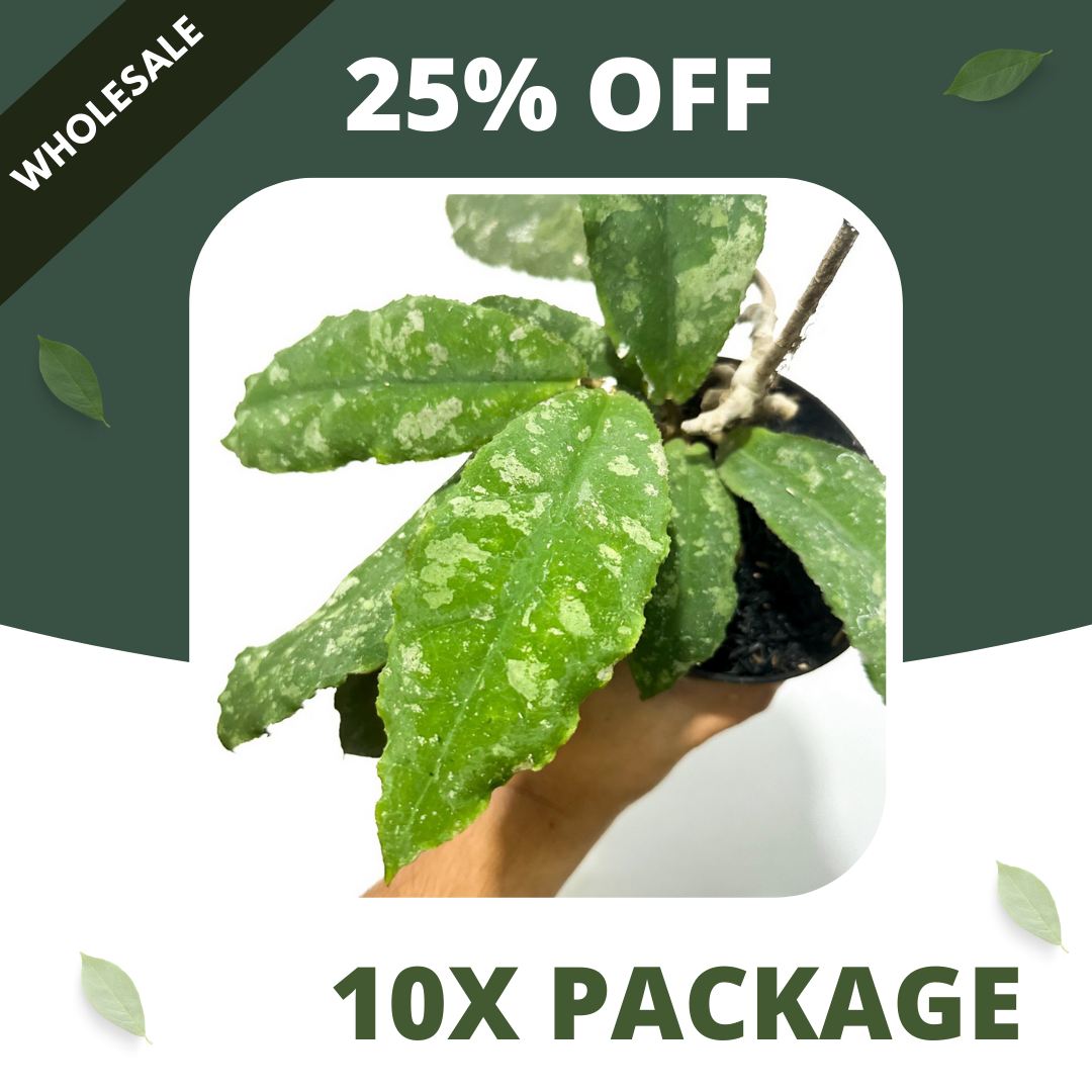 Hoya Undulata - Package 10x
