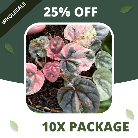 Peperomia Pink Lady Indo - Package 10x
