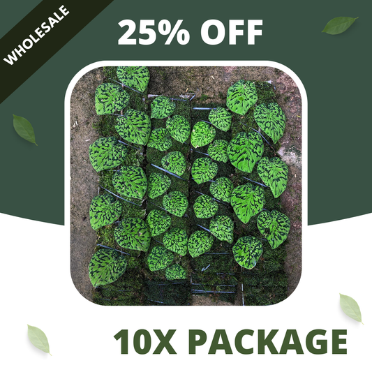 Scindapsus Snake Scale Stabillo - Package 10x