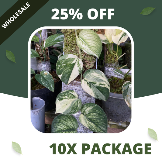 Scindapsus Sparkling Borneo Varigata - Package 10x