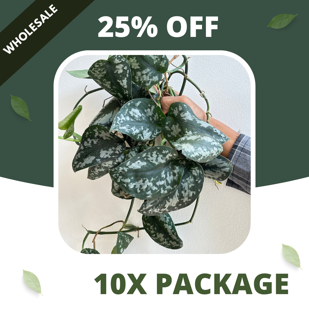 Scindapsus Dark Princes - Package 10x