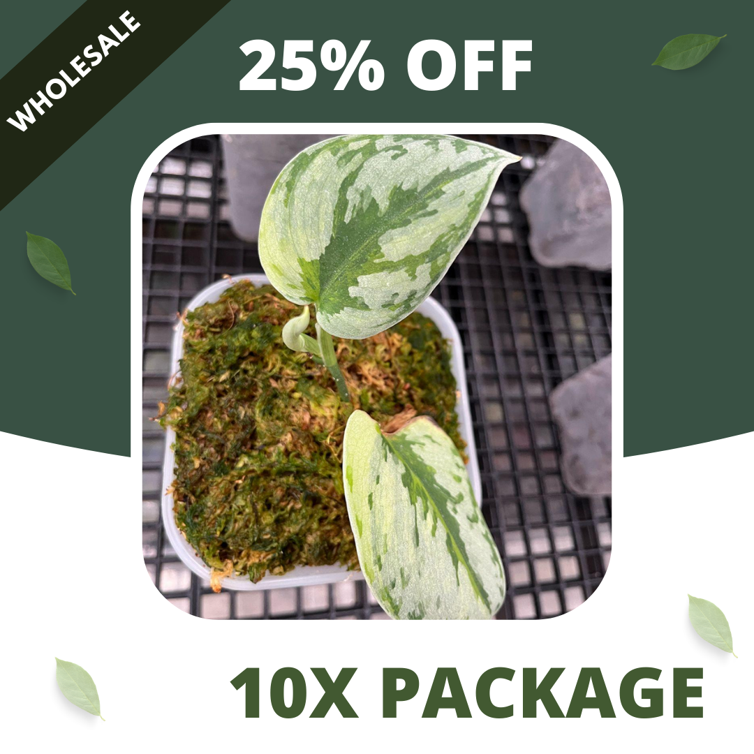Scindapsus Yupa - Package 10x