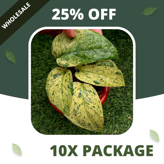 Scindapsus Creme Brulee - Package 10x