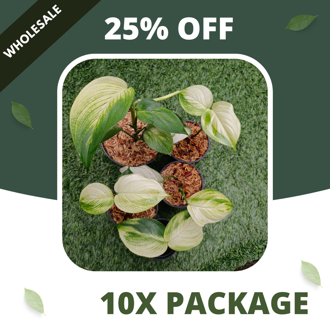 Scindapsus White Monster - Package 10x