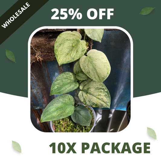 Scindapsus Golden Mint - Package 10x