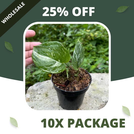 Scindapsus Treubi Galaxy Medium Size - Package 10x