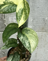 Scindapsus NO ID - Best Selected - Choice 3 - Scindapsus Borneo