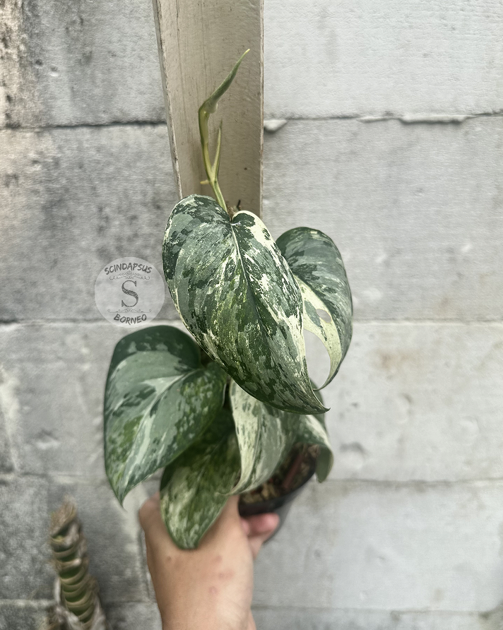 Scindapsus NO ID - Best Selected - Choice 4 - Scindapsus Borneo