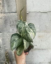 Scindapsus NO ID - Best Selected - Choice 4 - Scindapsus Borneo