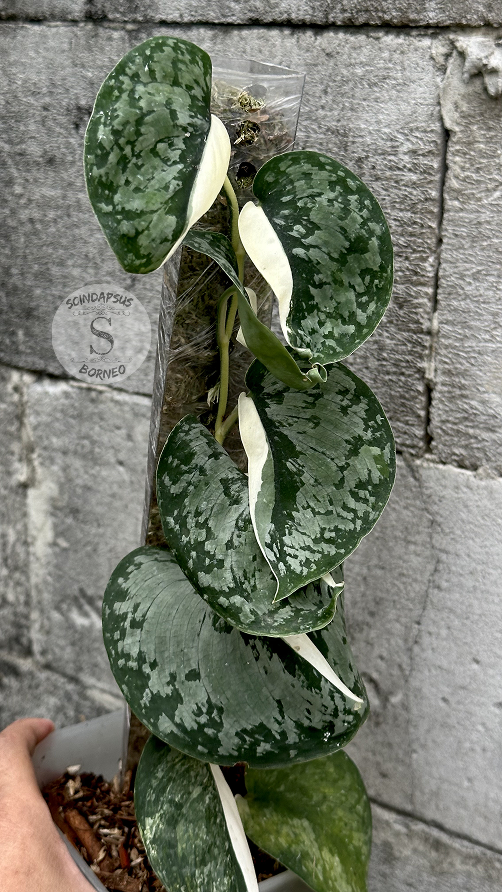 Scindapsus NO ID - Best Selected - Choice 7 - Scindapsus Borneo