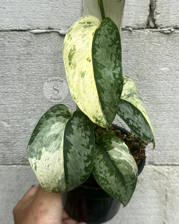 Scindapsus NO ID - Best Selected - Choice 2 - Scindapsus Borneo