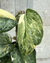 Scindapsus NO ID - Best Selected - Choice 1 - Scindapsus Borneo