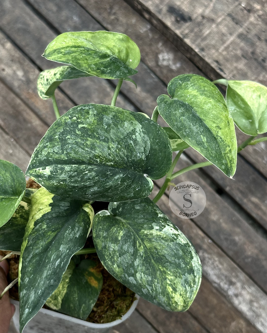 Scindapsus Amber Tricolor - Best Selected