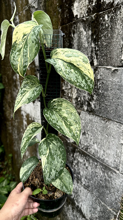 Scindapsus Acyntia - Best Selected - Scindapsus Borneo