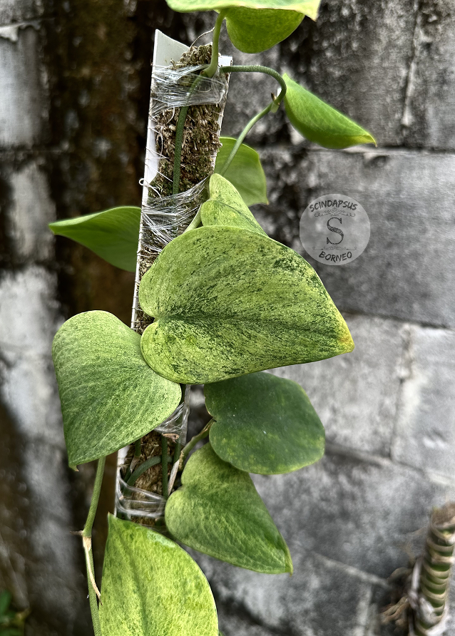 Scindapsus Exotica Golden Mint - Best Selected - Scindapsus Borneo
