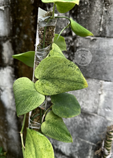 Scindapsus Exotica Golden Mint - Best Selected - Scindapsus Borneo