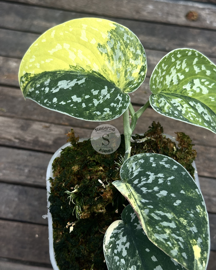 Scindapsus Senopati - Best Selected - Scindapsus Borneo