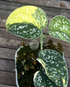 Scindapsus Senopati - Best Selected - Scindapsus Borneo