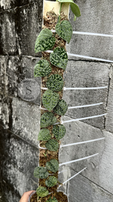 Scindapsus Snow Flake Tricolor Mutation - Best Selected - Scindapsus Borneo