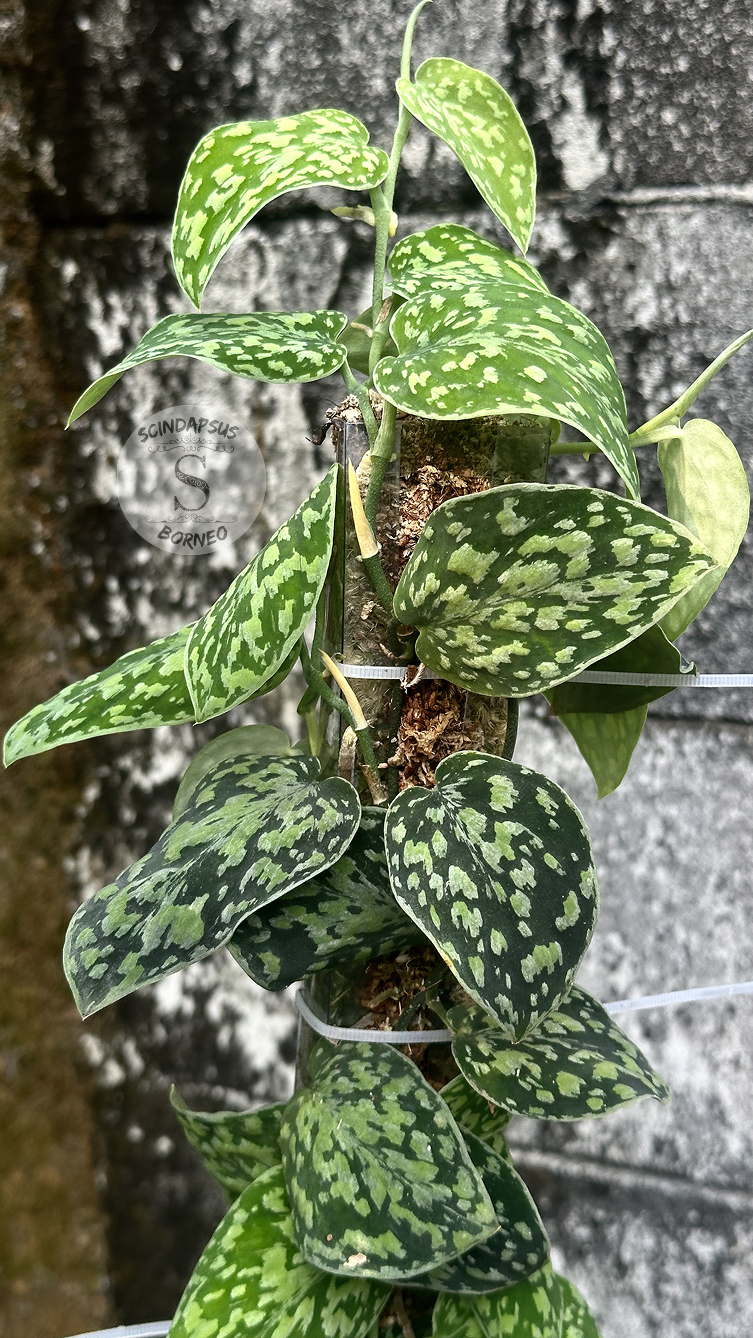 Scindapsus Tricolor Dark Manalak - Best Selected - Scindapsus Borneo