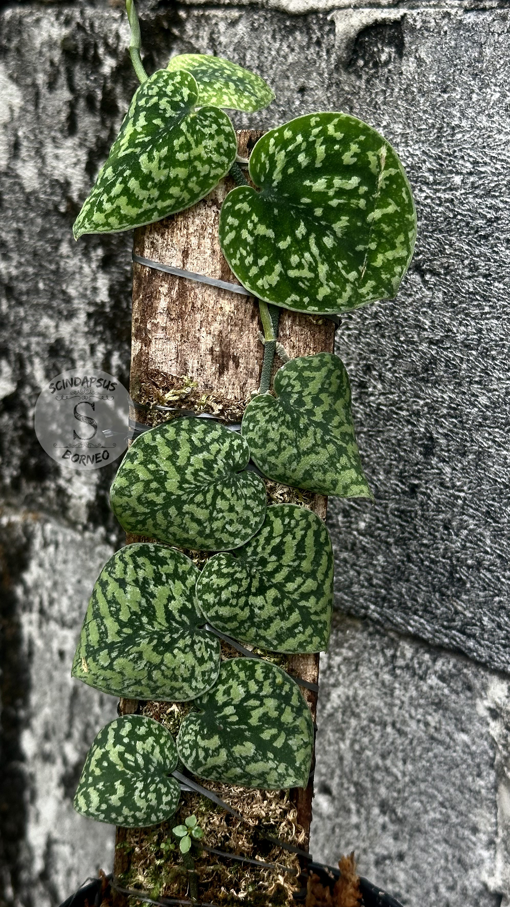 Scindapsus Snake Scale Tricolor - Best Selected - Scindapsus Borneo