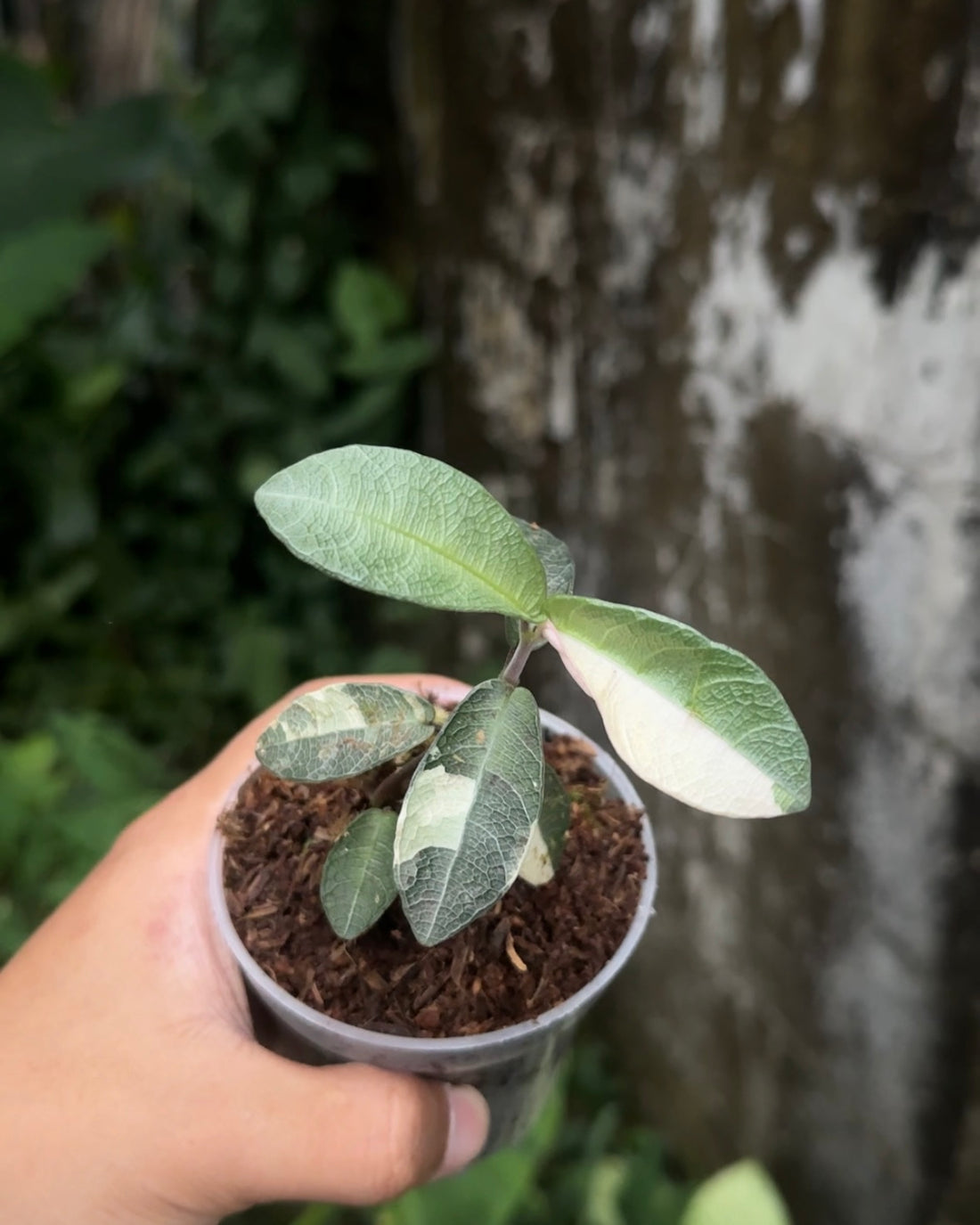 Labisia Silver Variegata - Scindapsus Borneo