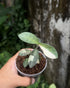 Labisia Silver Variegata - Scindapsus Borneo