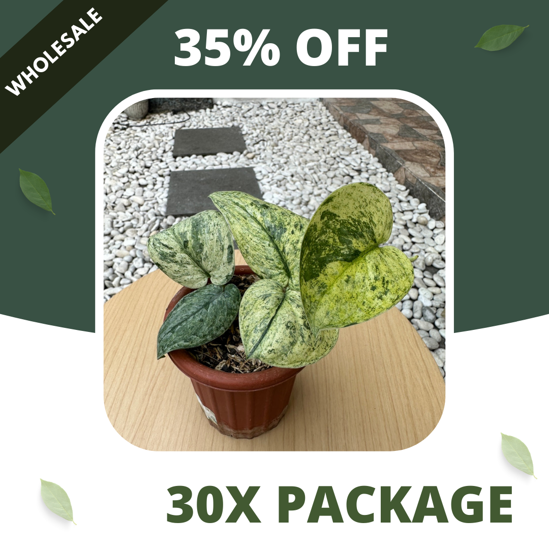 Scindapsus Dark Cloud Marble Aurea - Package 30x