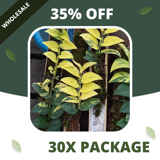Rhaphidophora Yellow Hayii - Package 30x