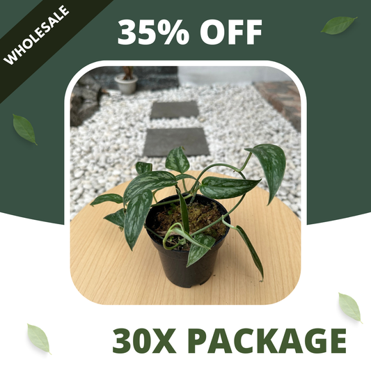 Scindapsus Pictus Green Tombak - Package 30x