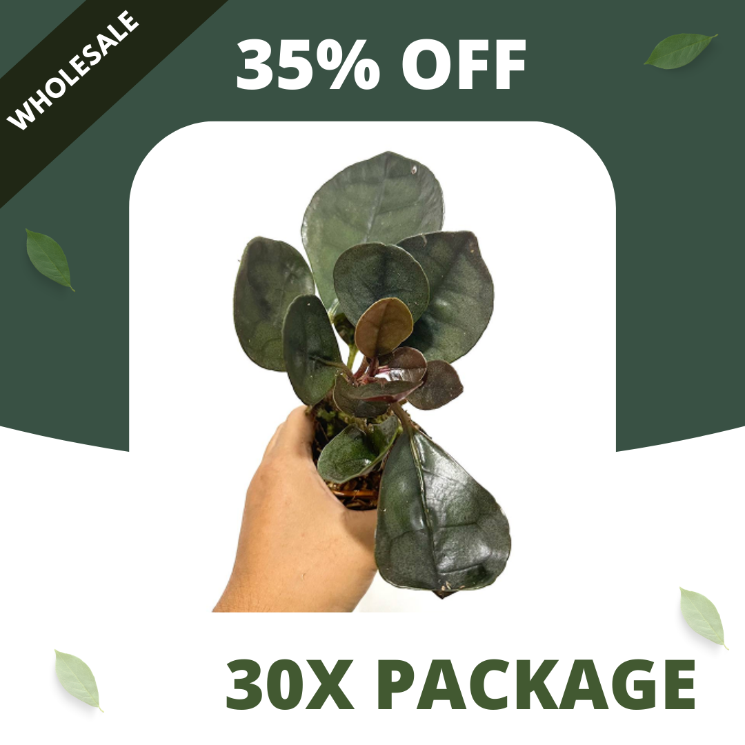 Labisia Silver Metallic - Package 30x