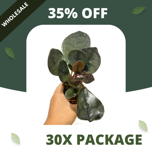 Labisia Silver Metallic - Package 30x