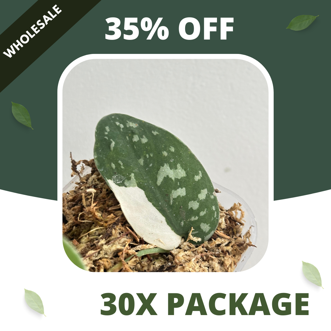 Scindapsus Argyraeus Albo - Package 30x