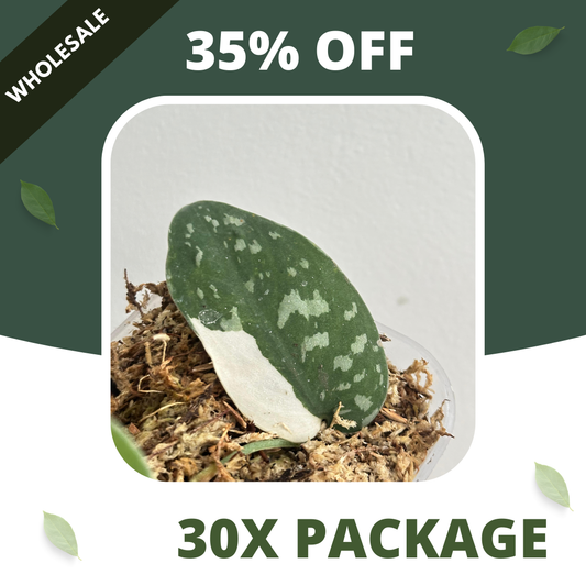Scindapsus Argyraeus Albo - Package 30x