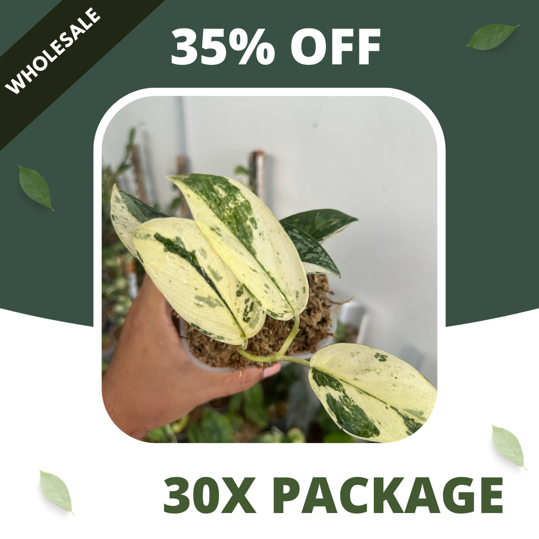 Scindapsus Excotica White Marble - Package 30x