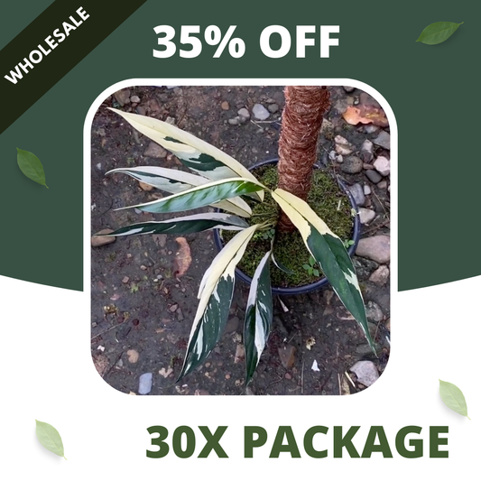 Rhaphidophora Lobbiscoot Varigata - Package 30x