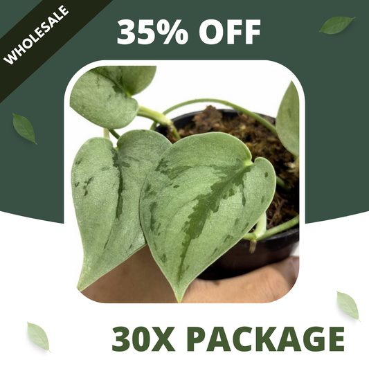 Scindapsus Sparkling Borneo - Package 30x