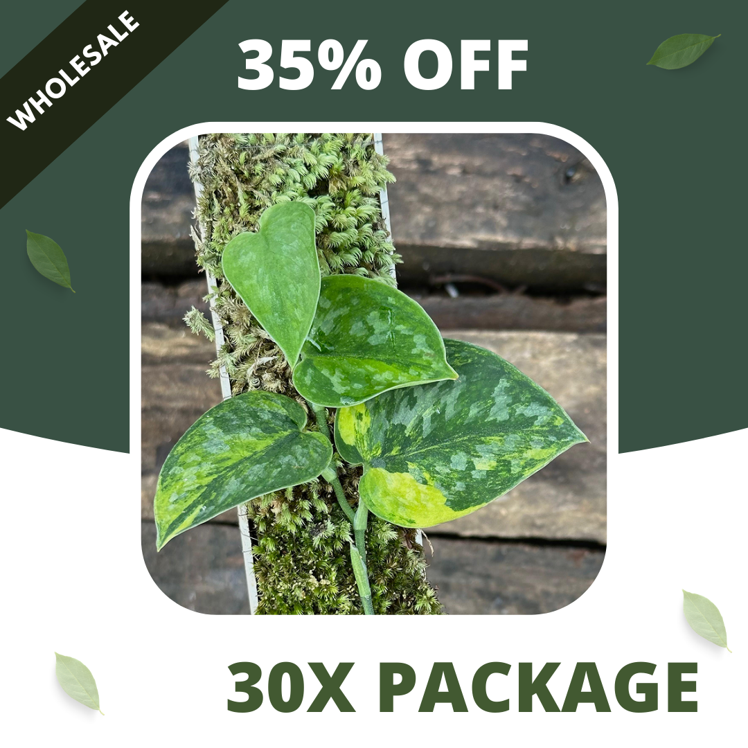 Scindapsus Green Diamond - Package 30x