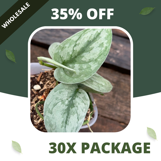 Scindapsus Sp Banyumas - Package 30x