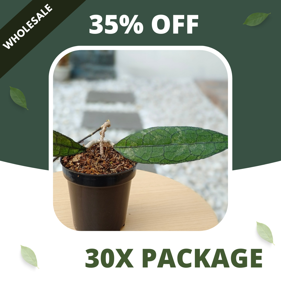 Hoya Clamensorium - Package 30x