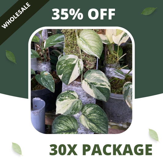Scindapsus Sparkling Borneo Varigata - Package 30x