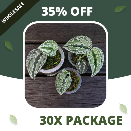 Scindapsus Tricollor Silver Platinum - Package 30x