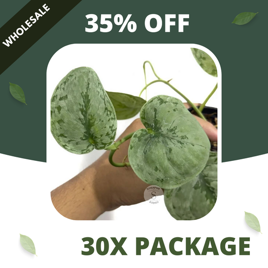 Scindapsus Sp Jambi - Package 30x