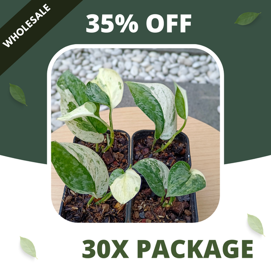 Scindapsus Silver Cloud White Variegated - Package 30x