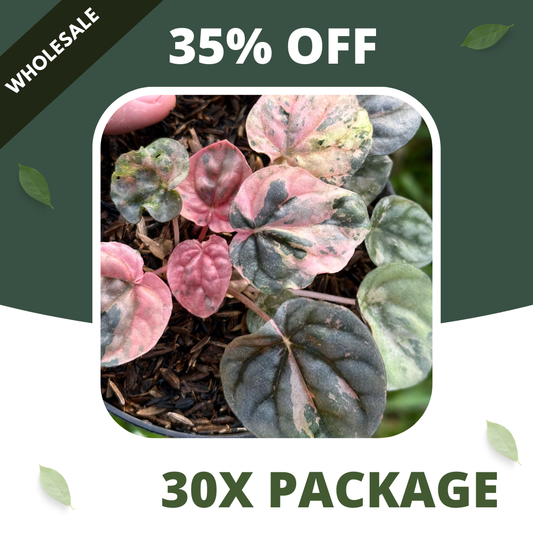 Peperomia Pink Lady Indo - Package 30x