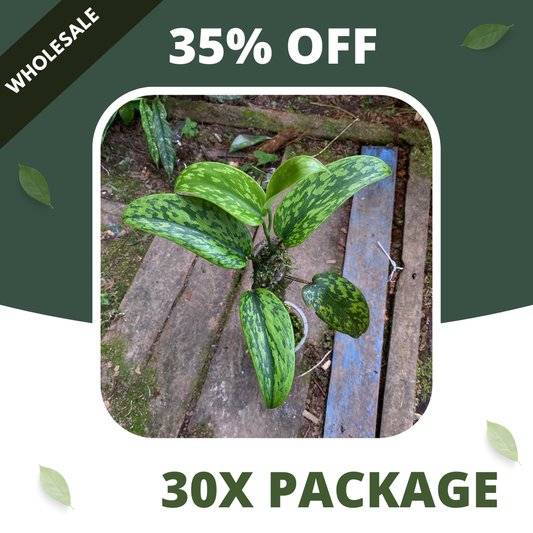 Scindapsus Green Army Stabillo - Package 30x