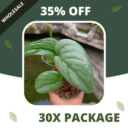Scindapsus Treubi Platinum Silver Borneo - Package 30x