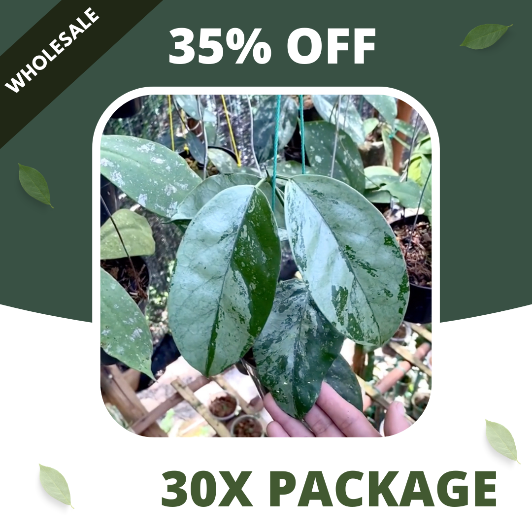 Hoya Coreasea Silver - Package 30x