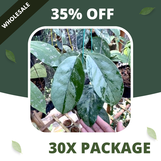 Hoya Coreasea Silver - Package 30x